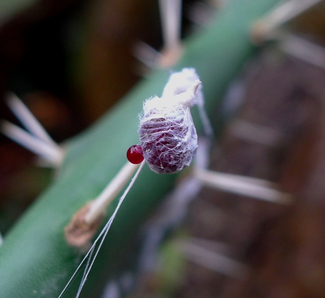 cochineal beetle dye